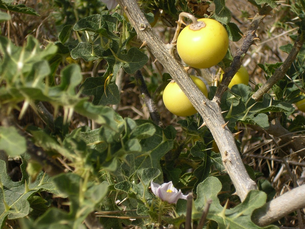 Solanum linnaeanum (=Solanum sodomaeum) / Pomo di Sodoma